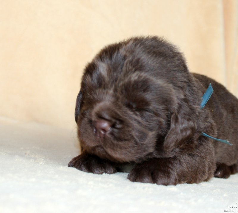 Фотография № 214005