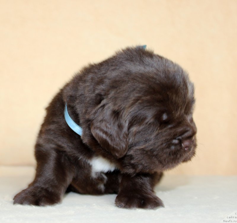 Фотография № 214006