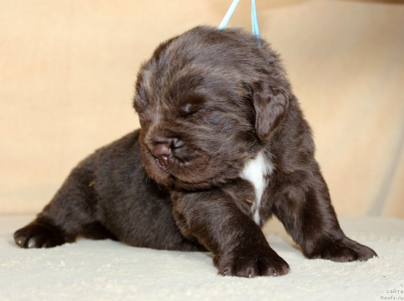 Фотография № 214007