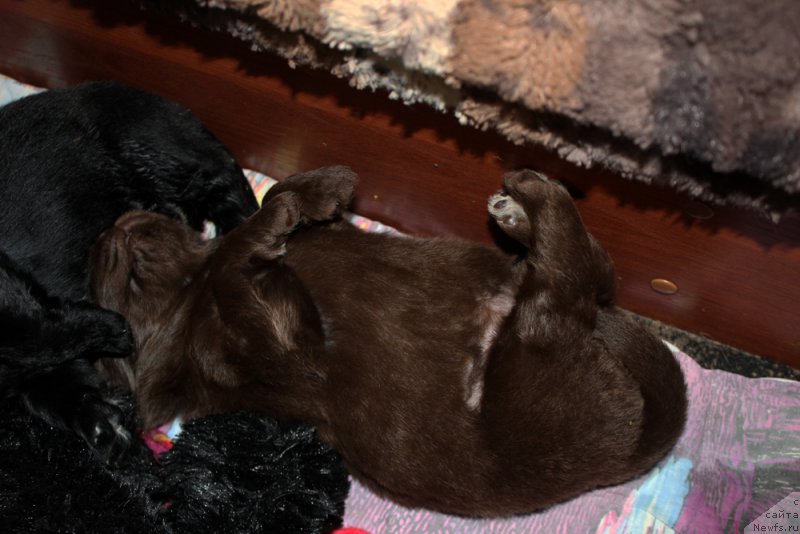 Фото: ньюфаундленд Brownblood MSK Alpina Guardian Soul (Браунблад МСК Альпина Гуардиан Соул)