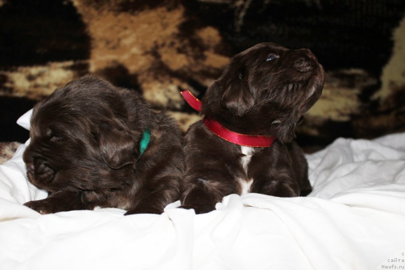 Фото: ньюфаундленд Brownblood MSK Another Love Tender Ebony (Браунблад МСК Аназер Лав Тендер Эбони), ньюфаундленд Brownblood MSK Audi Red Less (Браунблад МСК Ауди Рэд Лэсс)