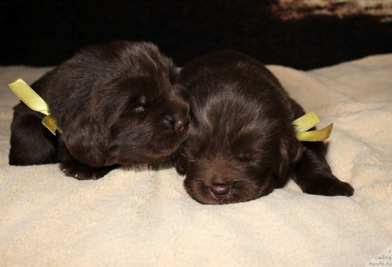Фото: ньюфаундленд Brownblood MSK Alfa-Romeo Gold Baddy (Браунблад МСК Альфа-Ромео Голд Бадди), ньюфаундленд Brownblood MSK Armata Loyar Aid (Браунблад МСК Армата Лойар Аид)