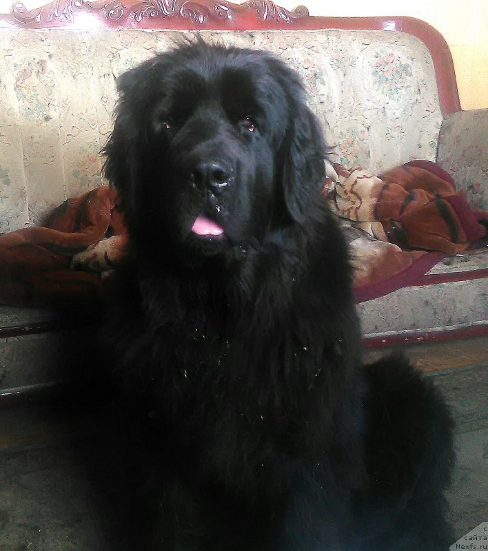 Фотография № 214012