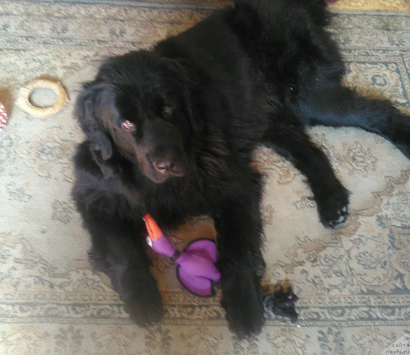 Фотография № 214013