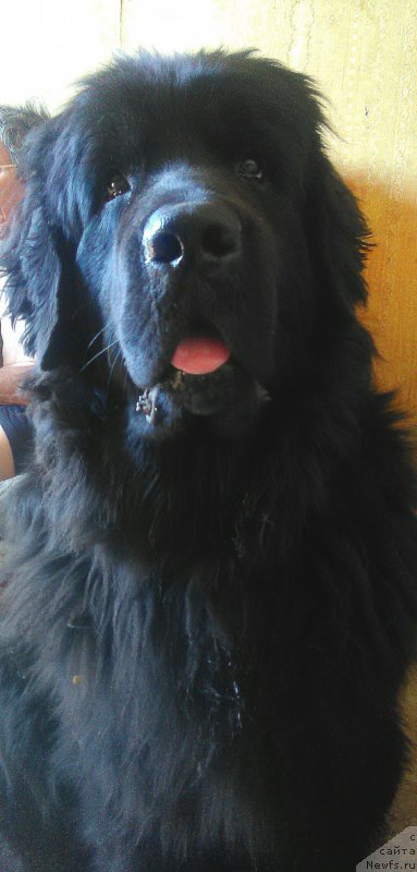 Фотография № 214015