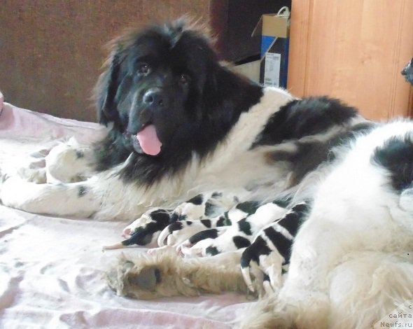 Фотография № 214018