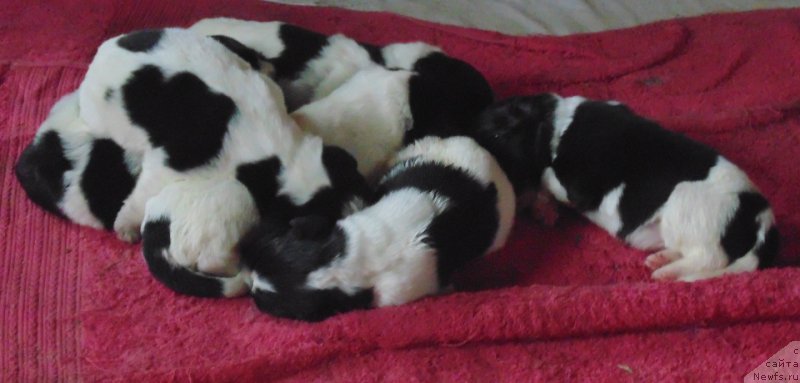 Фото: ньюфаундленд Super Bizon Melodiya (Супер Бизон Мелодия)