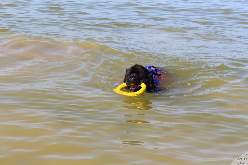 Фото: ньюфаундленд Amadey fon Bayron (Амадей фон Байрон)