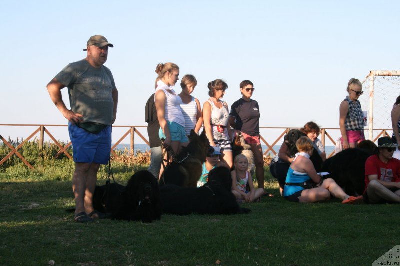 Фото: ньюфаундленд Amadey fon Bayron (Амадей фон Байрон), Mihail Golubev (Михаил Голубев)