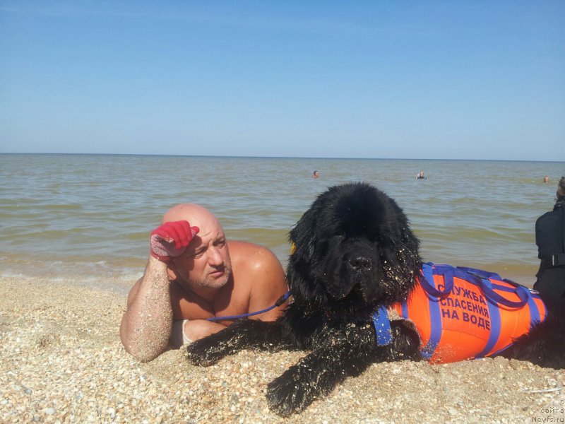 Фото: ньюфаундленд Amadey fon Bayron (Амадей фон Байрон), Mihail Golubev (Михаил Голубев)