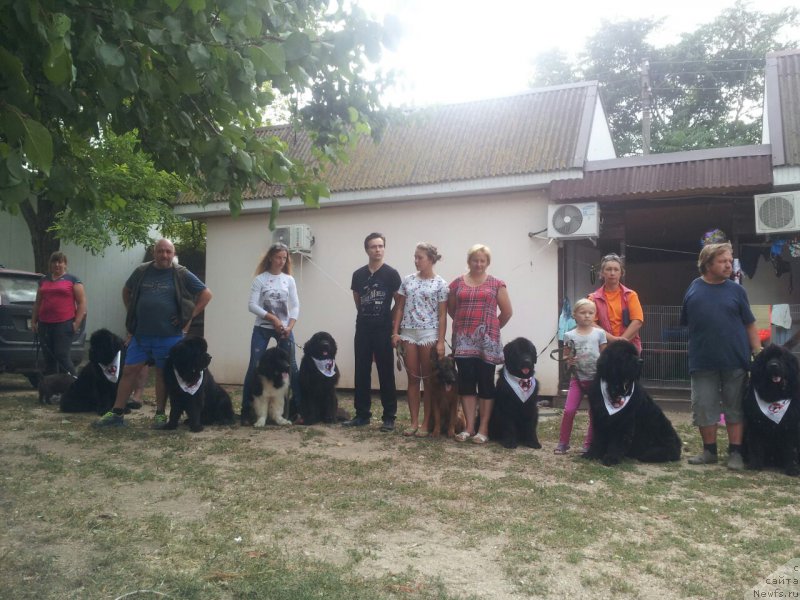 Фото: ньюфаундленд Amadey fon Bayron (Амадей фон Байрон), Mihail Golubev (Михаил Голубев)