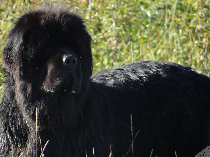 Фото: ньюфаундленд Mister Forte Impressione (Мистер Форте Импрессионе)