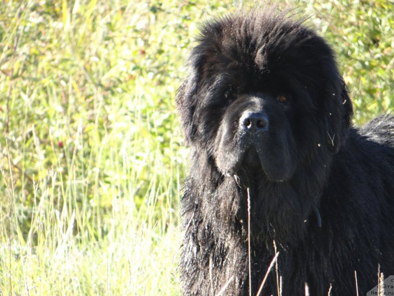 Фото: ньюфаундленд Mister Forte Impressione (Мистер Форте Импрессионе)