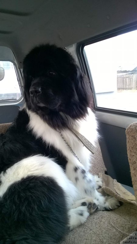 Фото: ньюфаундленд Fiamettahauz Sadira (Фиаметтахауз Садира)