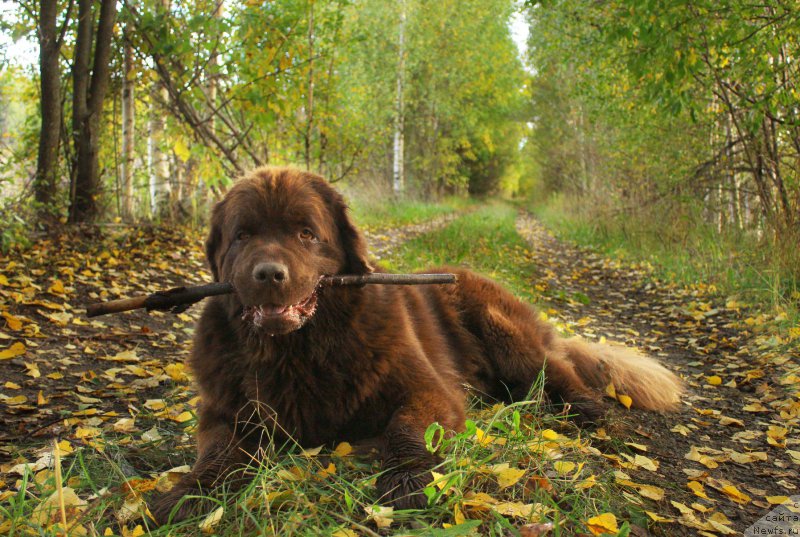 Фото: ньюфаундленд Naomi Tagoliri for Brouwnblood (Наоми Таголири фор Браунблад)