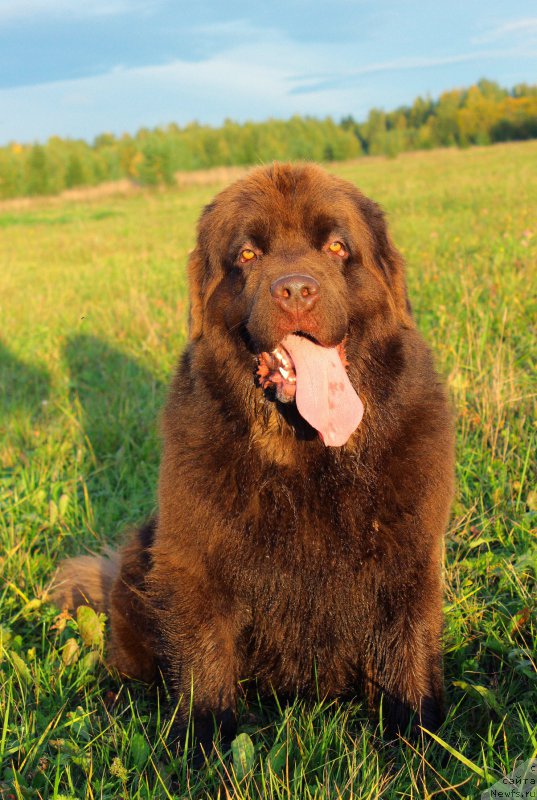 Фото: ньюфаундленд Naomi Tagoliri for Brouwnblood (Наоми Таголири фор Браунблад)