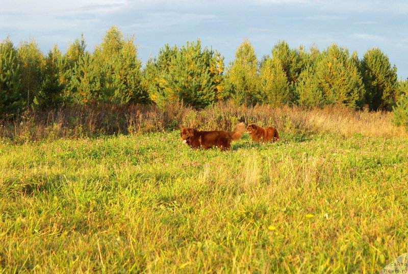 Фото: ньюфаундленд Naomi Tagoliri for Brouwnblood (Наоми Таголири фор Браунблад), ньюфаундленд Sverkayuzhaya Gora Mashame (Сверкающая Гора Машаме)