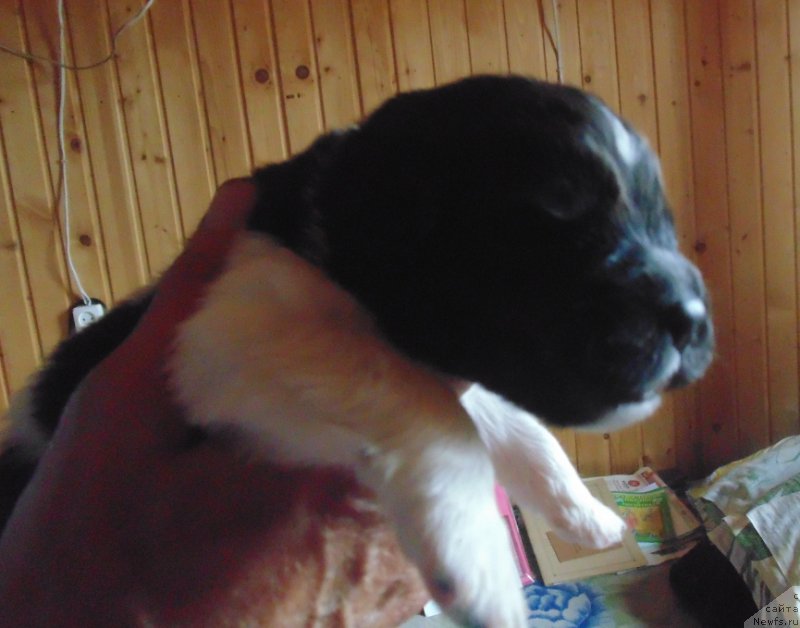 Фото: ньюфаундленд Super Bizon Melodiya (Супер Бизон Мелодия)