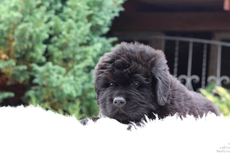 Фотография № 214073