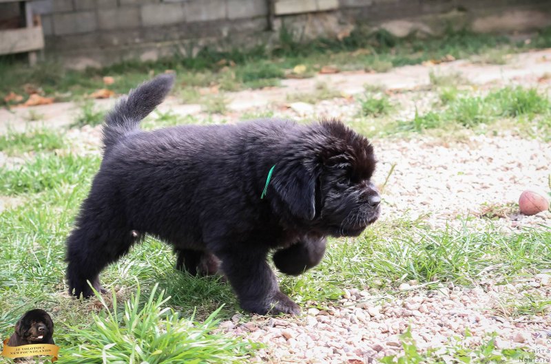 Фотография № 214074