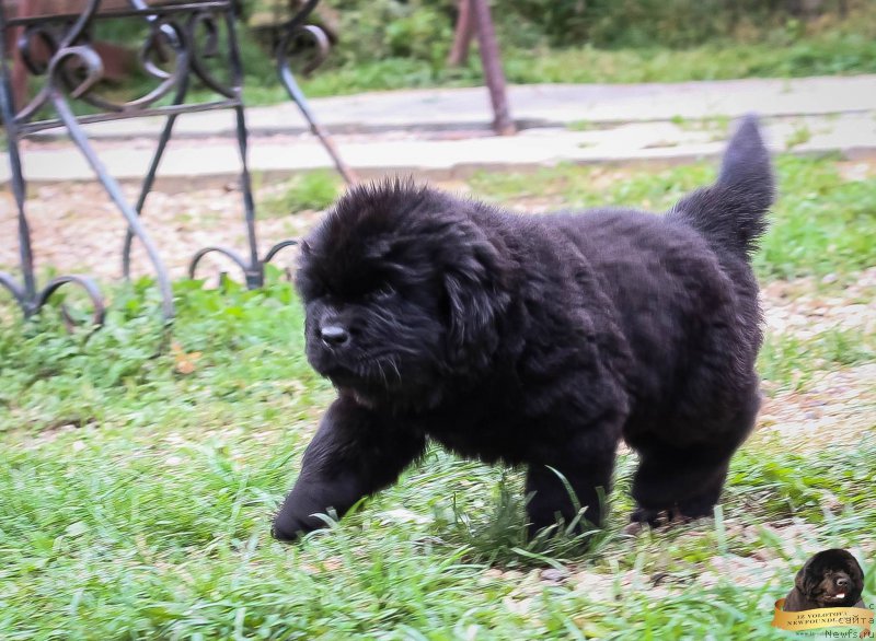 Фотография № 214078