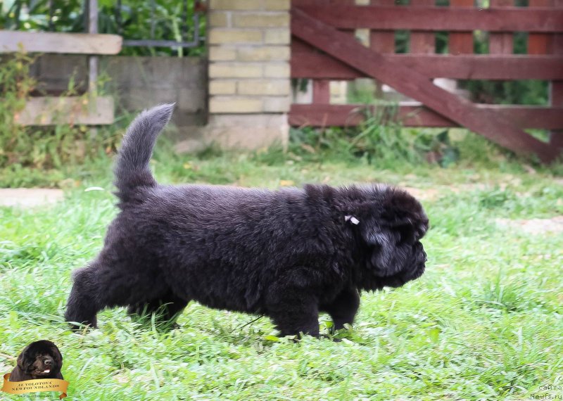 Фотография № 214080