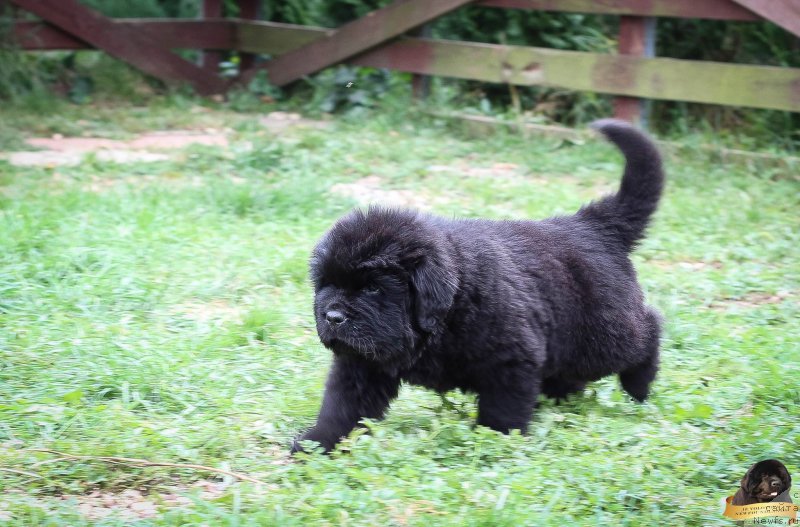 Фотография № 214085