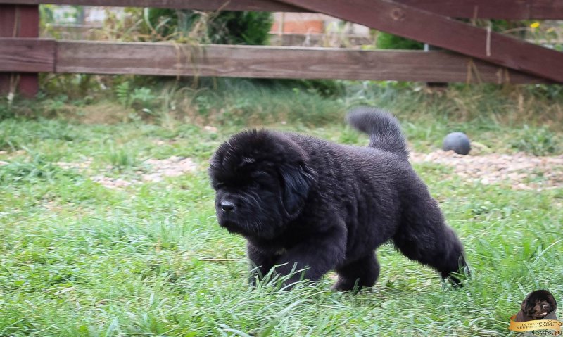 Фотография № 214087