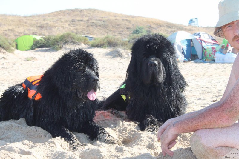 Фото: ньюфаундленд Obush SHed Vil'gel'm Til' (Обуш Шед Вильгельм Тиль), ньюфаундленд Super Bizon O La La (Супер Бизон О Ла Ла)