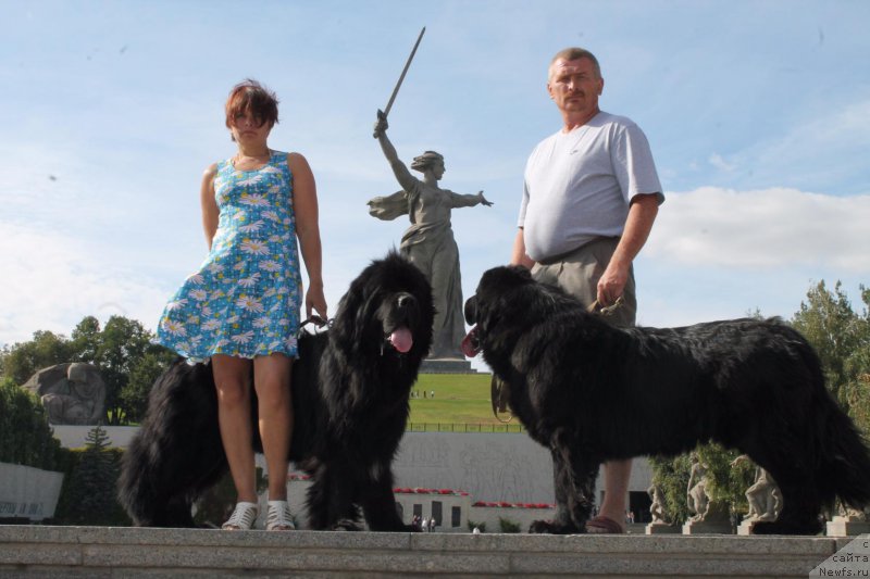 Фото: ньюфаундленд Obush SHed Vil'gel'm Til' (Обуш Шед Вильгельм Тиль), ньюфаундленд Super Bizon O La La (Супер Бизон О Ла Ла)