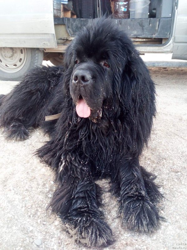 Фото: ньюфаундленд Obush SHed Vil'gel'm Til' (Обуш Шед Вильгельм Тиль)