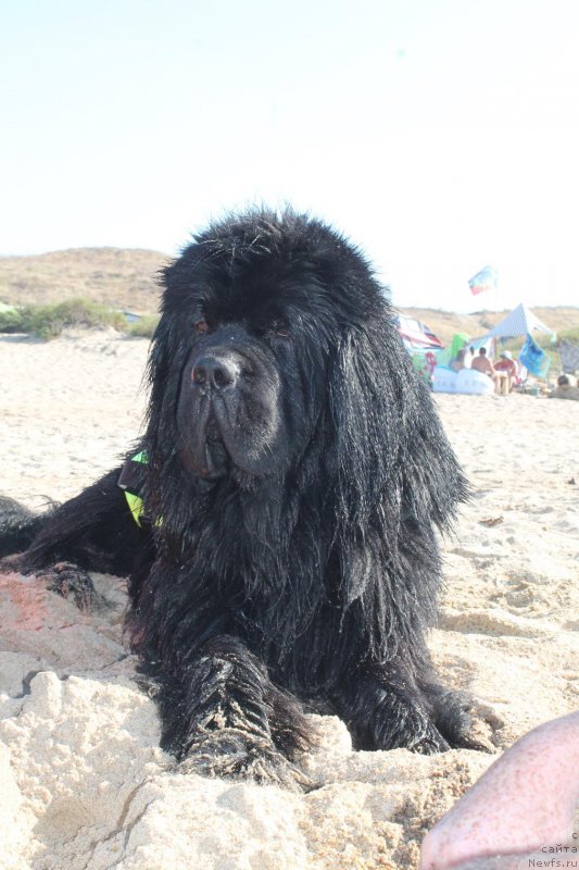 Фото: ньюфаундленд Obush SHed Vil'gel'm Til' (Обуш Шед Вильгельм Тиль)