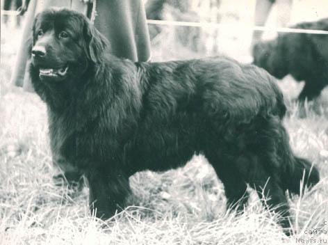 Фото: ньюфаундленд Arnetta (Арнетта)