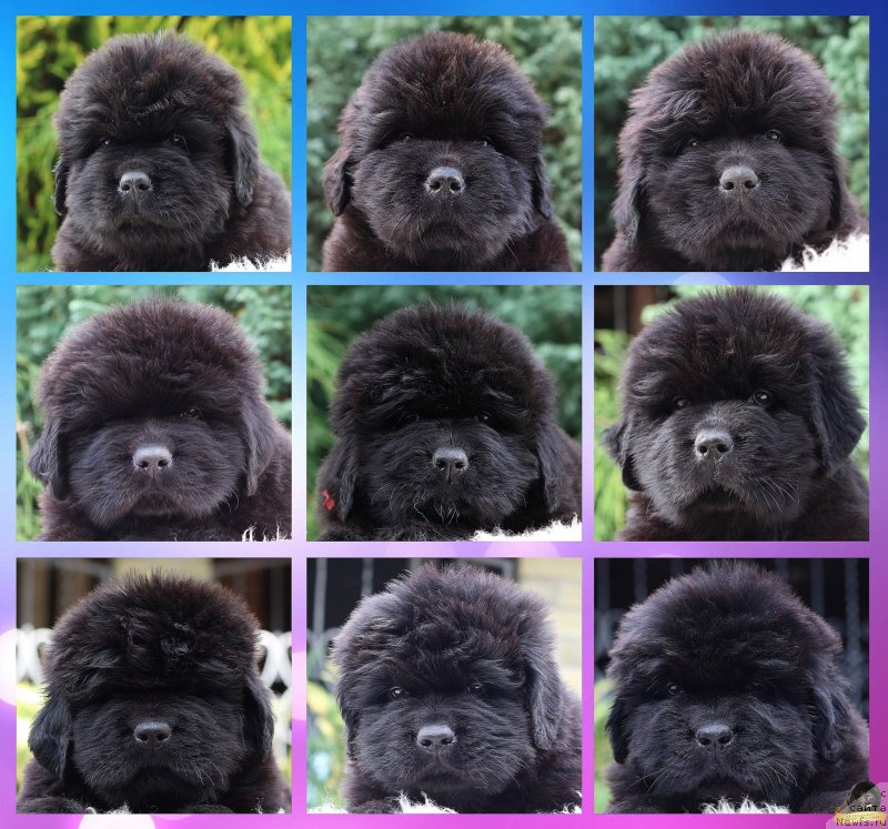 Фотография № 214104