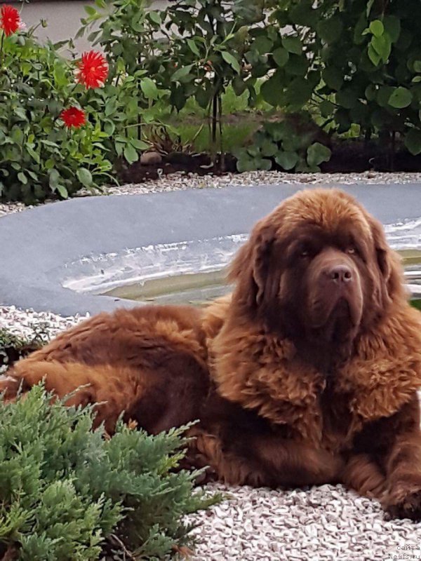 Фото: ньюфаундленд Brownblood MSK Hayes Hago (Браунблад МСК Хаиес Хаго)