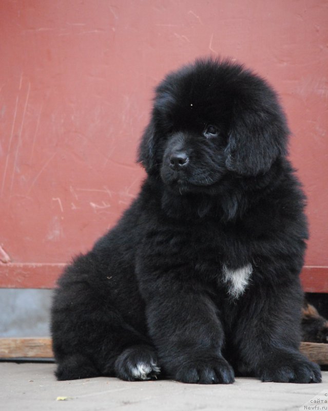Фото: ньюфаундленд Moya Stihiya Miss Pidji (Моя Стихия Мисс Пиджи)