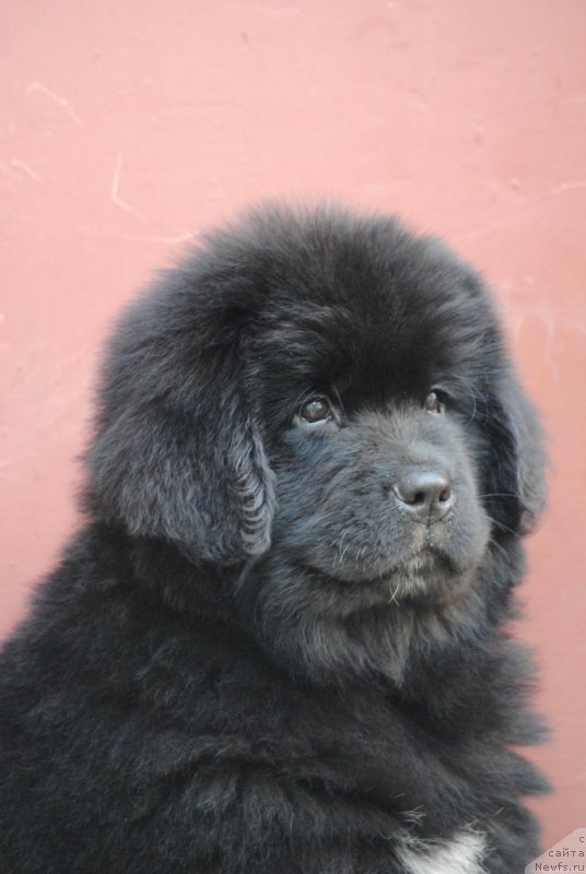 Фото: ньюфаундленд Moya Stihiya Miss Pidji (Моя Стихия Мисс Пиджи)