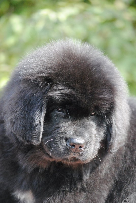 Фото: ньюфаундленд Moya Stihiya Miss Pidji (Моя Стихия Мисс Пиджи)