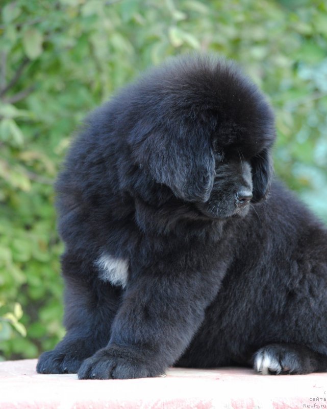 Фото: ньюфаундленд Moya Stihiya Miss Pidji (Моя Стихия Мисс Пиджи)