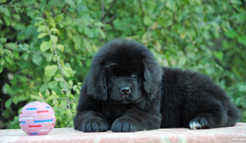 Фото: ньюфаундленд Moya Stihiya Miss Pidji (Моя Стихия Мисс Пиджи)