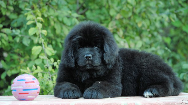 Фото: ньюфаундленд Moya Stihiya Miss Pidji (Моя Стихия Мисс Пиджи)