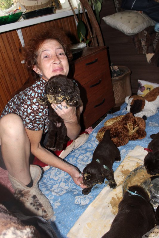 Фото: ньюфаундленд Mercedes Vialiki Miadzvedz (Мерседес Вялiкi Мядзведзь)