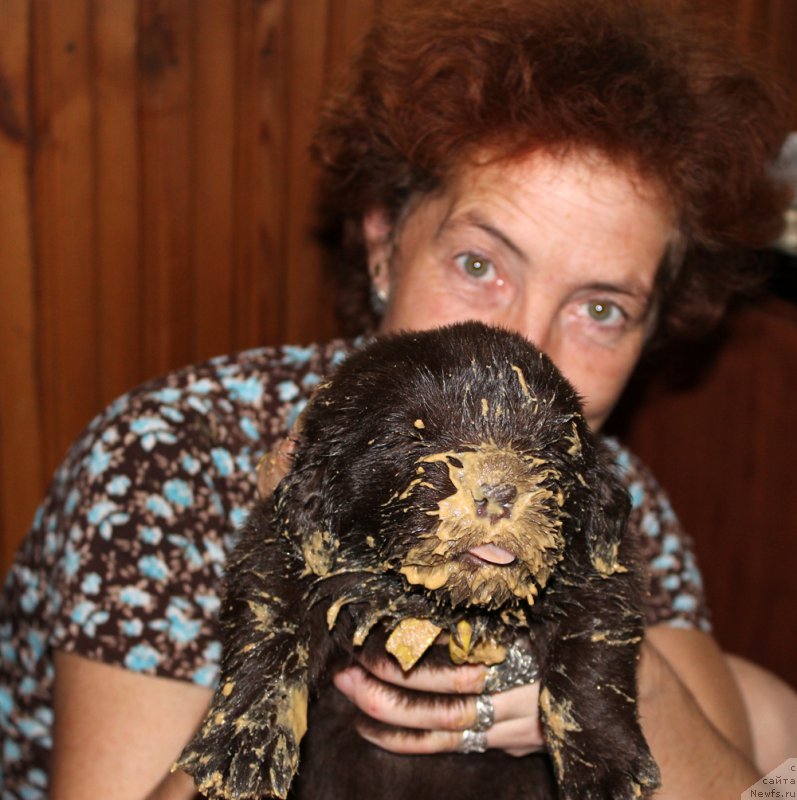 Фото: ньюфаундленд Mercedes Vialiki Miadzvedz (Мерседес Вялiкi Мядзведзь)