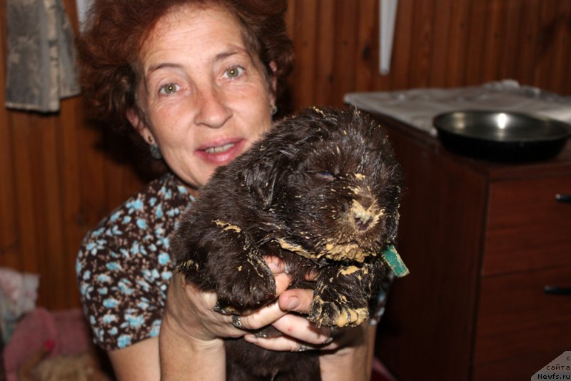 Фото: ньюфаундленд Mercedes Vialiki Miadzvedz (Мерседес Вялiкi Мядзведзь)