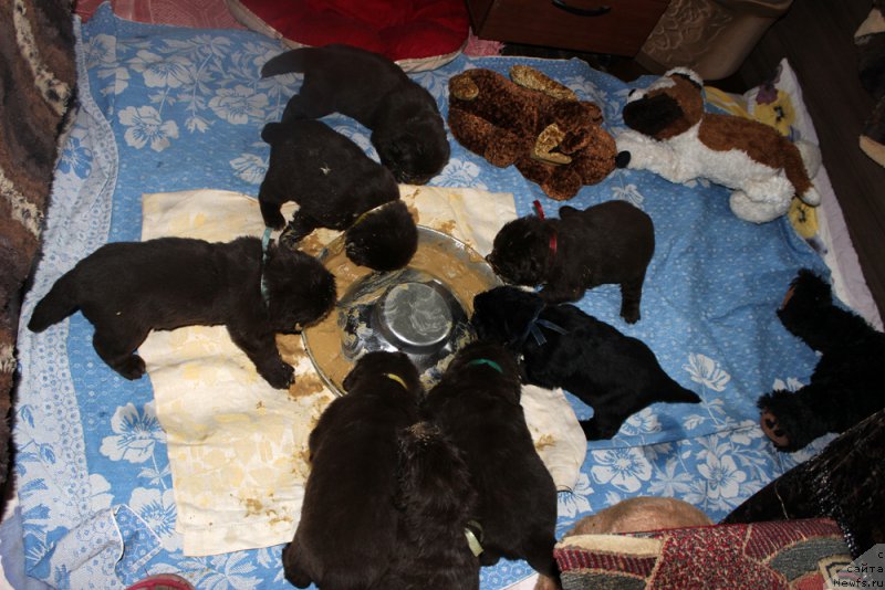 Фото: ньюфаундленд Mercedes Vialiki Miadzvedz (Мерседес Вялiкi Мядзведзь)