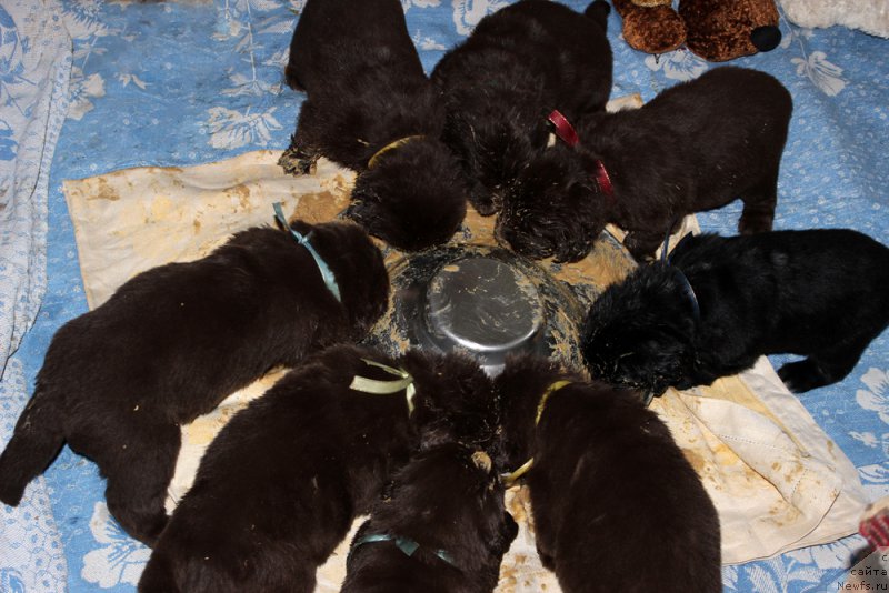 Фото: ньюфаундленд Mercedes Vialiki Miadzvedz (Мерседес Вялiкi Мядзведзь)