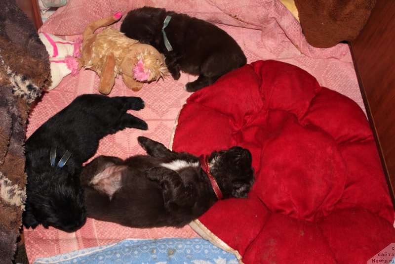 Фото: ньюфаундленд Mercedes Vialiki Miadzvedz (Мерседес Вялiкi Мядзведзь)