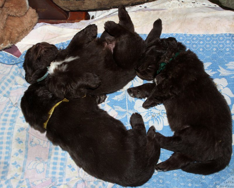 Фото: ньюфаундленд Mercedes Vialiki Miadzvedz (Мерседес Вялiкi Мядзведзь)