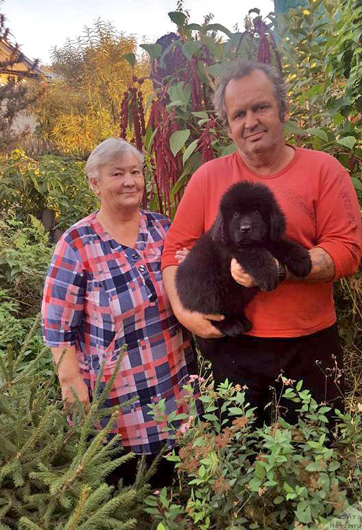 Фото: ньюфаундленд Cerera iz Plemeni Kedra (Церера из Племени Кедра)