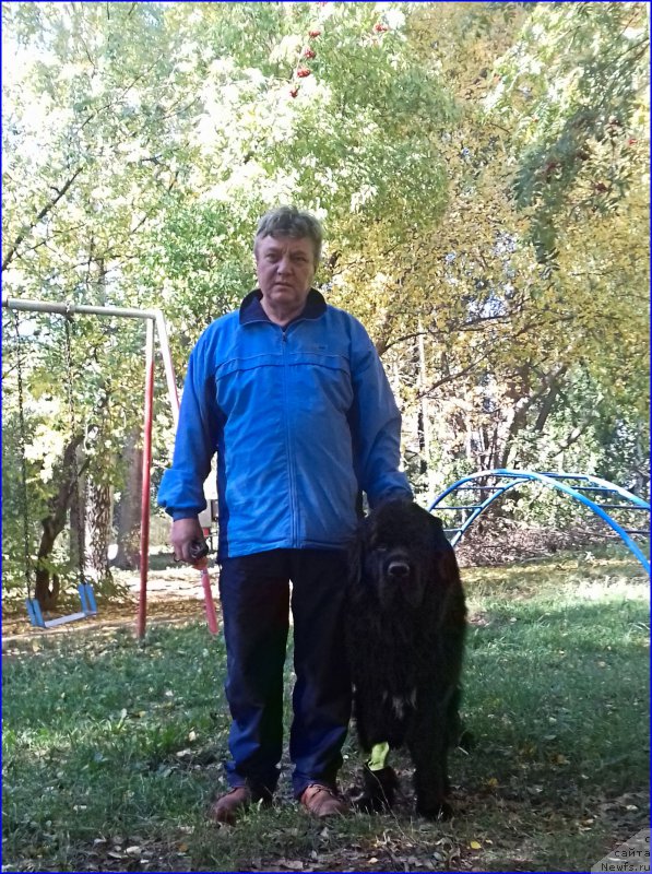 Фото: ньюфаундленд Super Bizon Norberto (Супер Бизон Норберто)